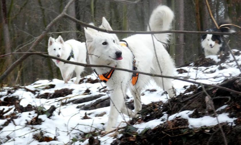 Trening NOS-owy